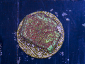 F08 - Montipora