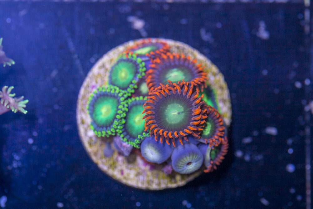 F14 - Zoanthids