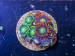 F14 - Zoanthids