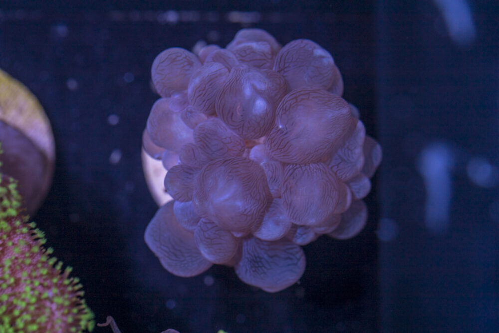 F18 - Bubble