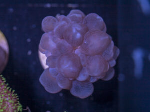 F18 - Bubble