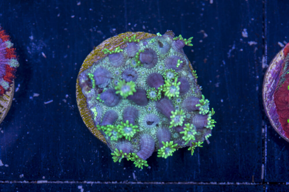 G07 - Goniopora