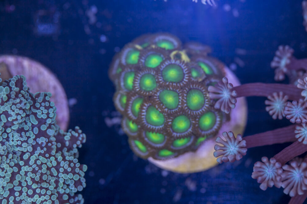 H03 - Zoanthids