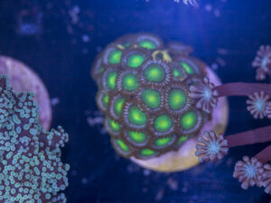 H03 - Zoanthids