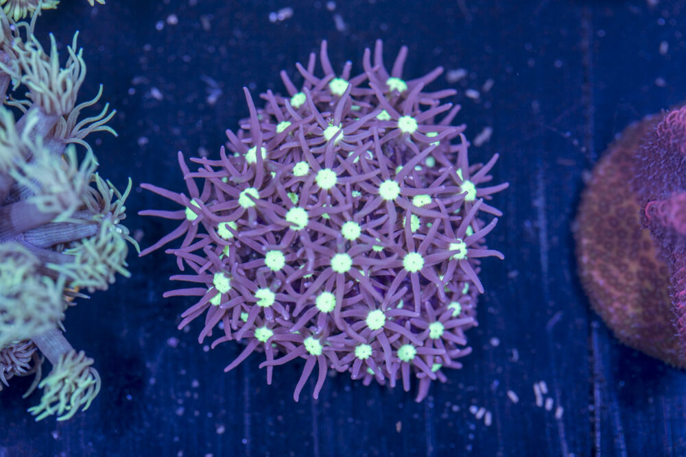 H07 - Star Polyp