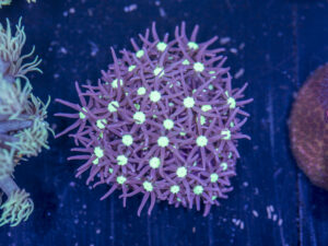 H07 - Star Polyp