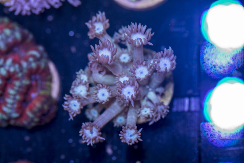 H11 - Goniopora