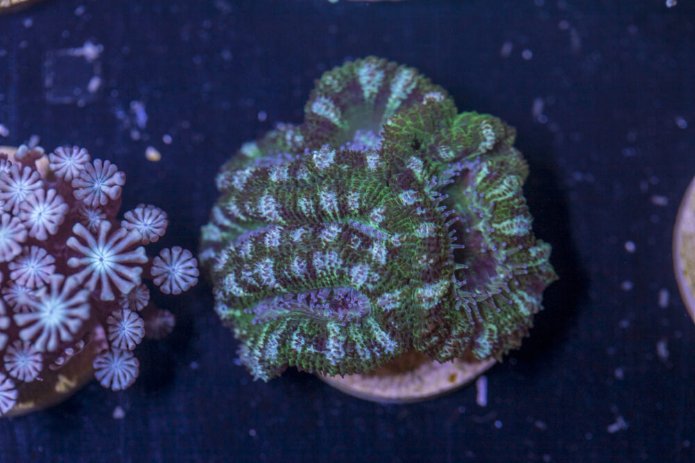 H17 - Acan