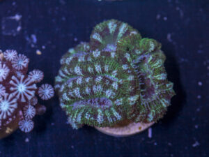 H17 - Acan