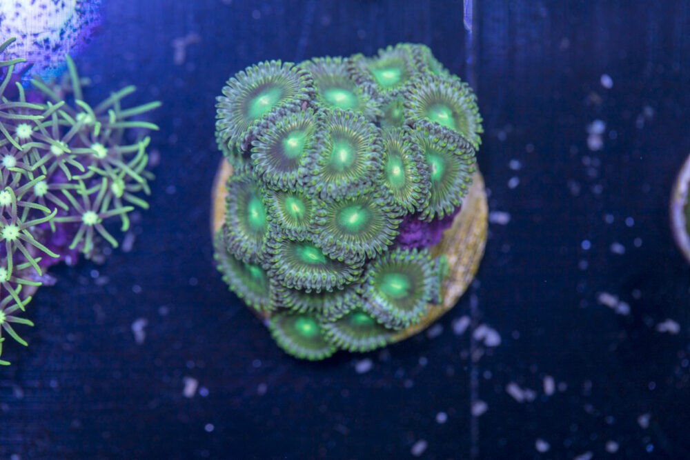I01 - Zoanthids