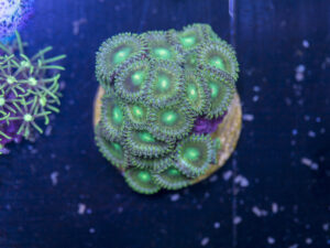 I01 - Zoanthids