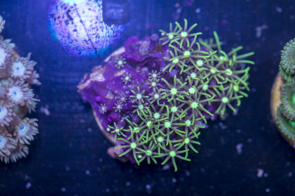 I02 - Star Polyp