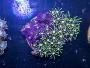 I02 - Star Polyp