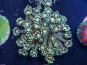 I06 - Goniopora