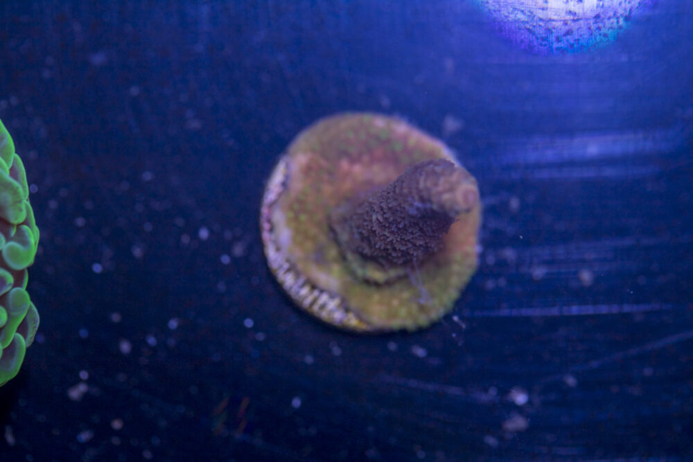 I12 - Millepora