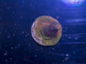 I12 - Millepora