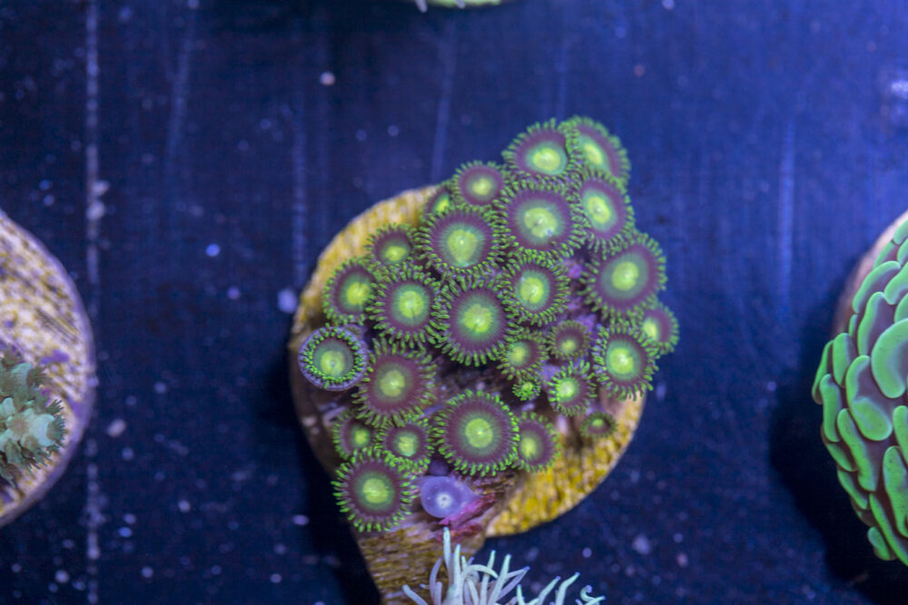 I14 - Zoanthids