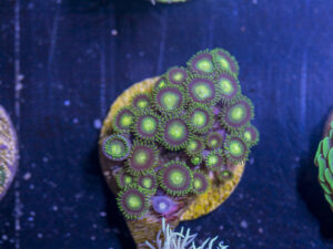 I14 - Zoanthids