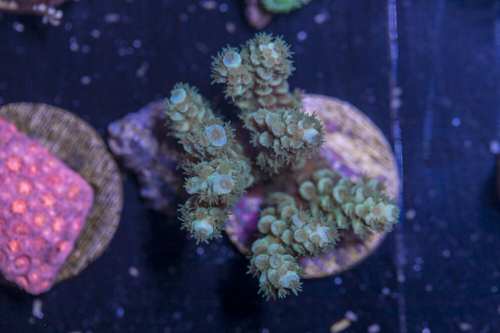 I15 - Acropora
