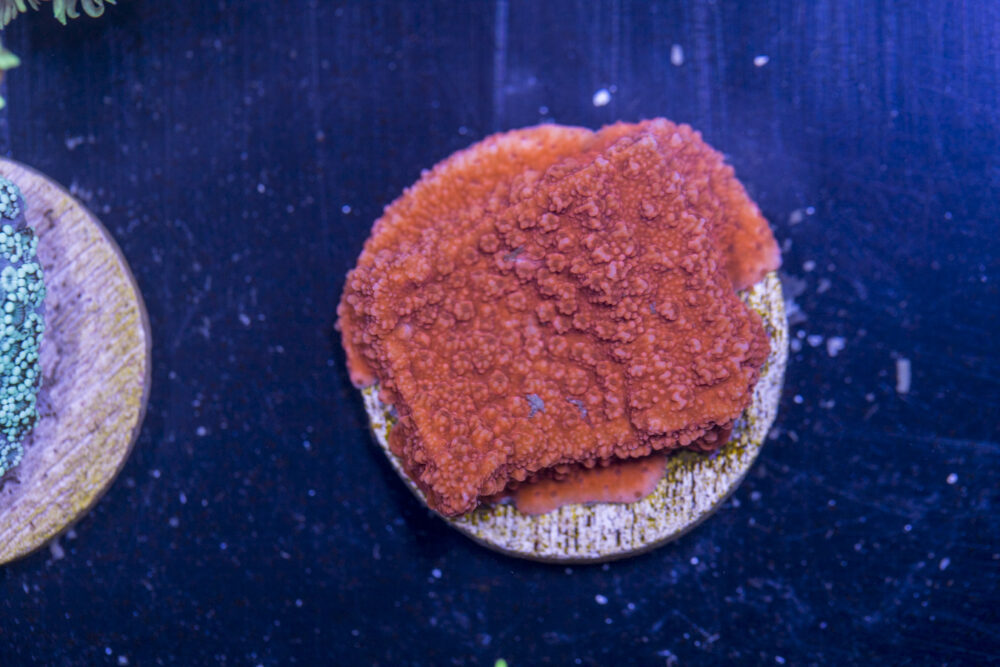J05 - Montipora