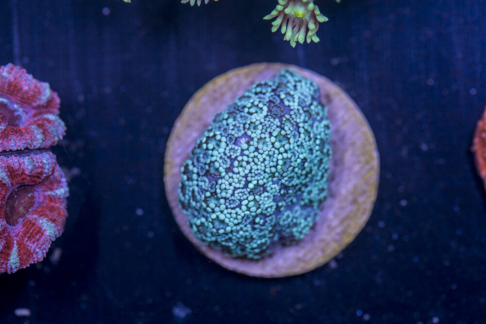 J06 - Alveopora