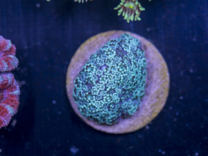 J06 - Alveopora
