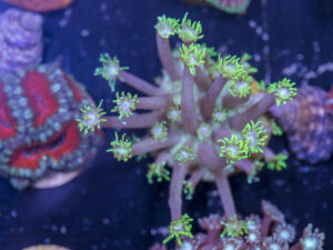J08 - Goniopora