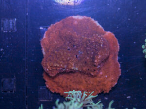 J11 - Montipora