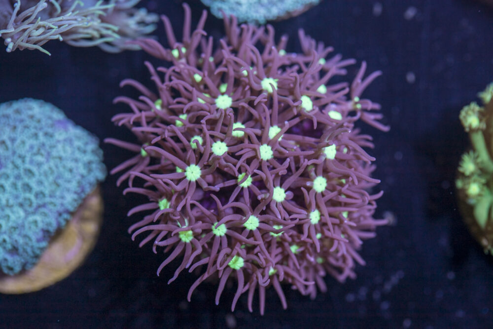 J17 - Star Polyp