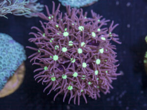 J17 - Star Polyp