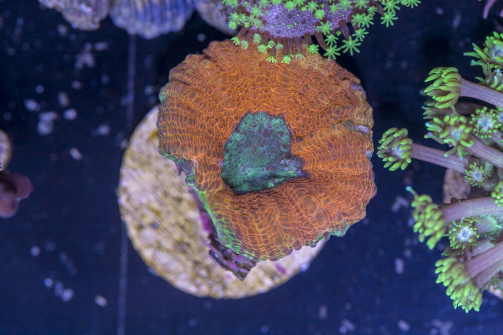 K01 - Lobophyllia