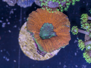 K01 - Lobophyllia