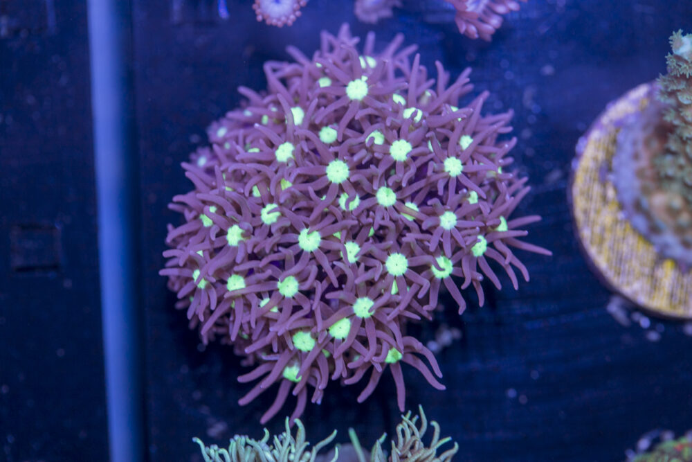 K04 - Star Polyp
