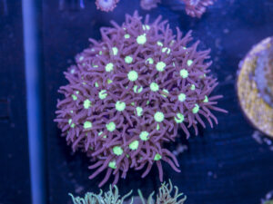 K04 - Star Polyp