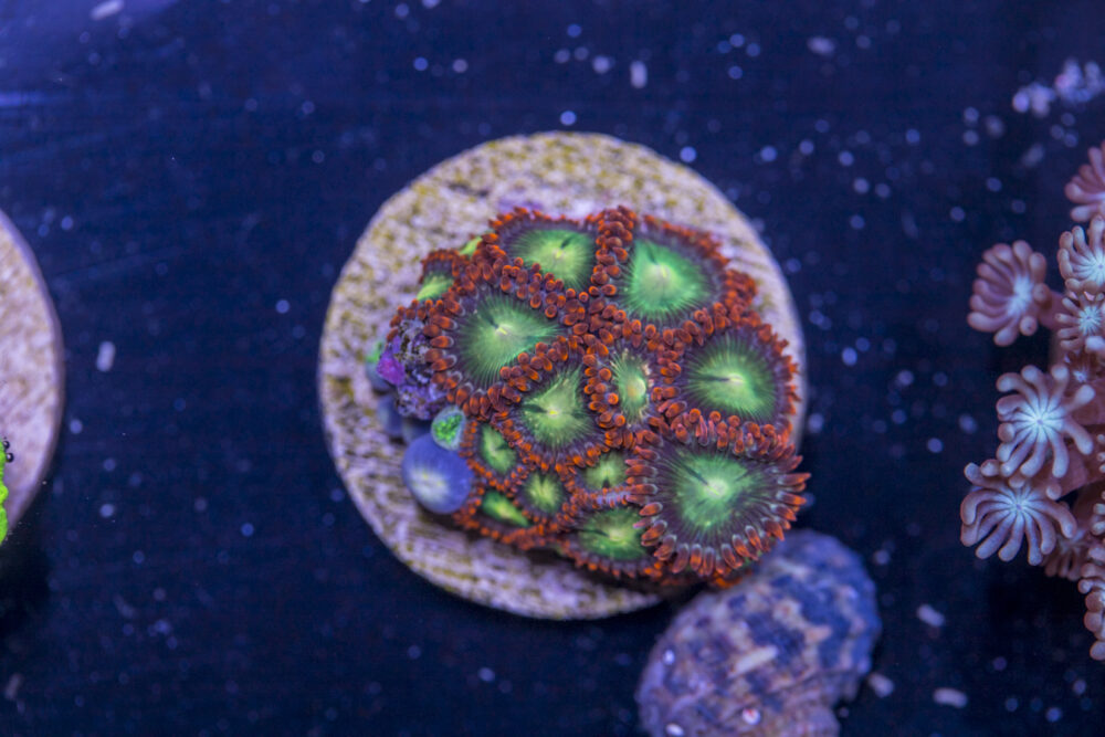 K09 - Zoanthids