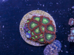 K09 - Zoanthids