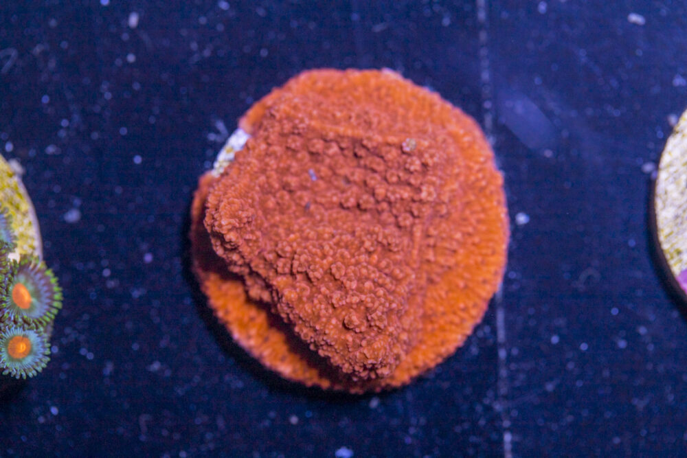 K15 - Montipora