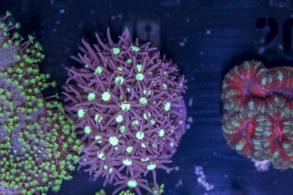 L02 - Star Polyp
