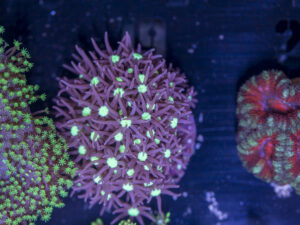 L02 - Star Polyp