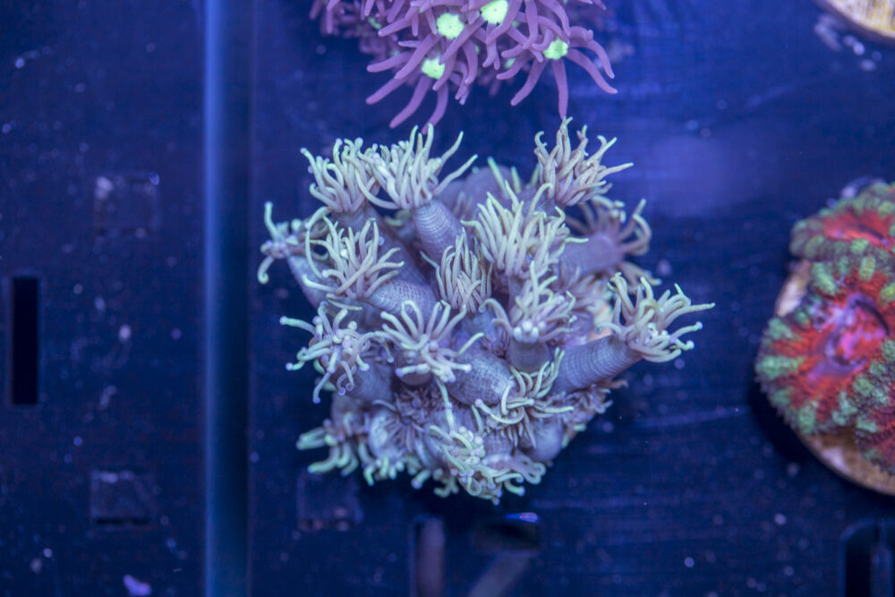 L04 - Goniopora