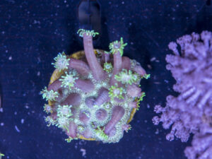 L06 - Goniopora