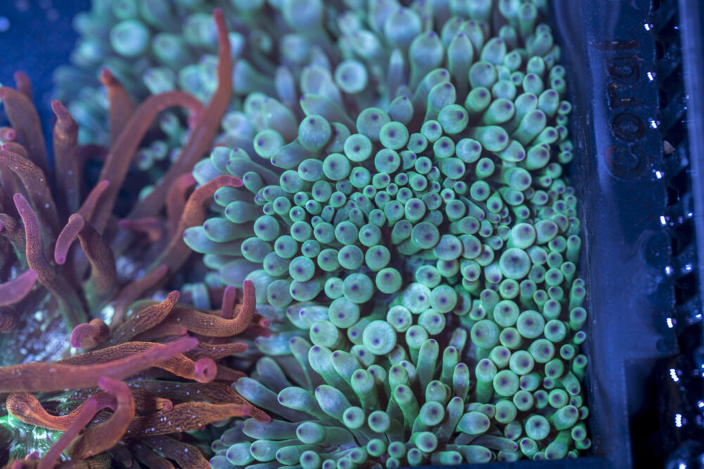 Bubble Tip Anemone