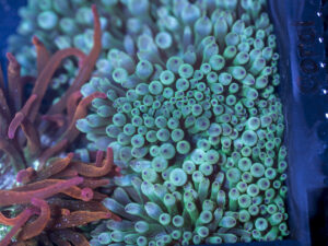 Bubble Tip Anemone