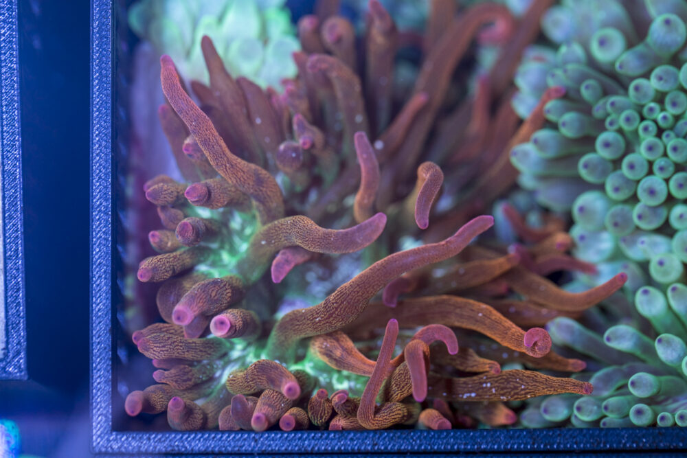 Bubble Tip Anemone - Forest Fire