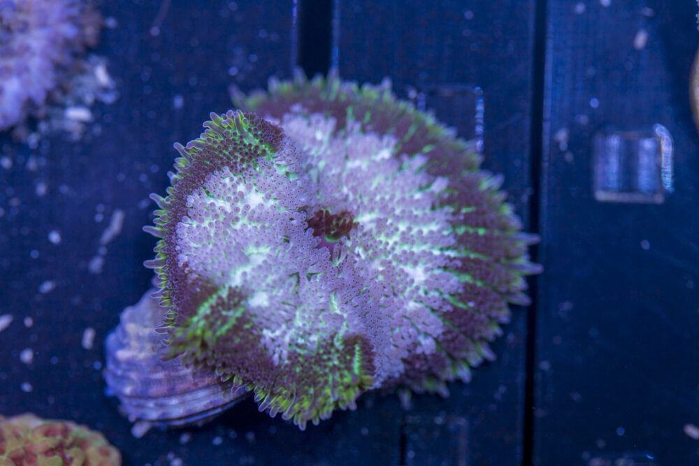 Mini Maxi Anemone