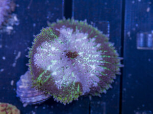 Mini Maxi Anemone