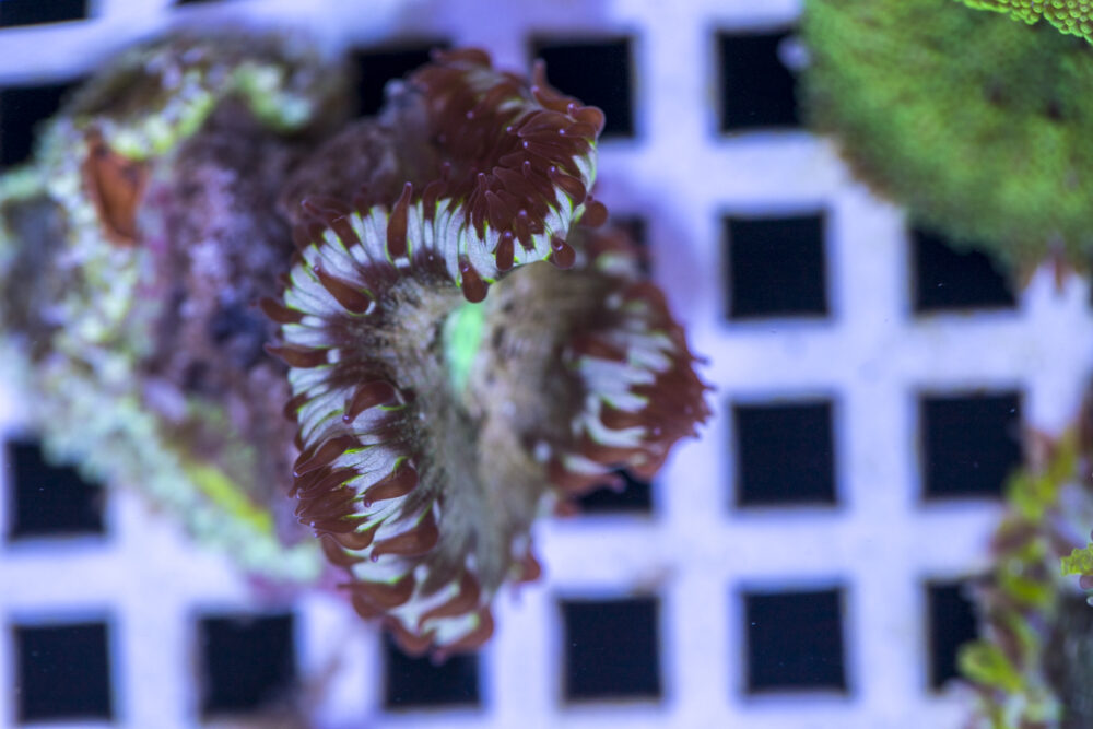 Rock Flower Anemone