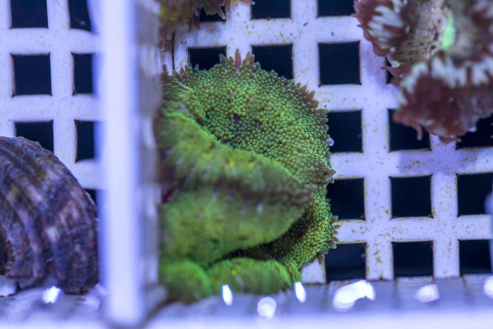 Mini Maxi Anemone