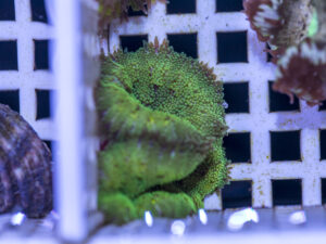 Mini Maxi Anemone
