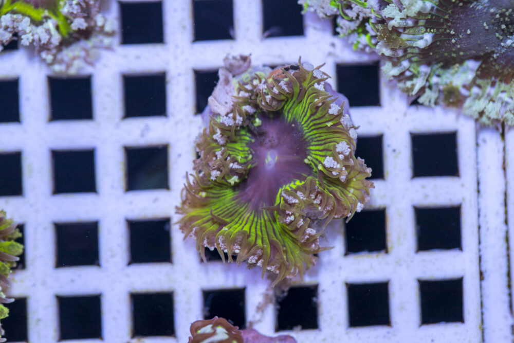 Rock Flower Anemone